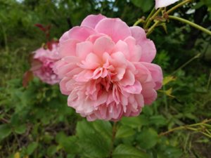 IMG_20190629_131635.jpg