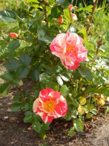 DSCN0601.JPG
