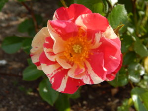 DSCN0602.JPG
