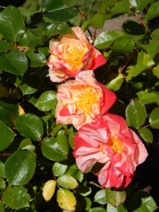 DSCN0954.JPG