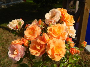 DSCN3585.JPG