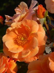 DSCN3586.JPG
