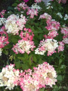 IMG_20190811_201526.jpg