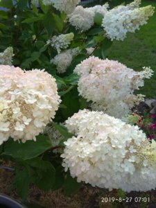 IMG_20190827_070103.jpg