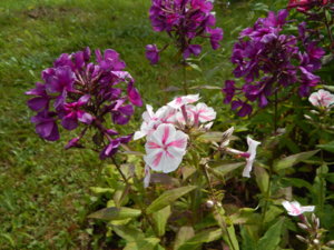 DSCN3741.JPG