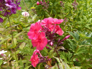DSCN3742.JPG