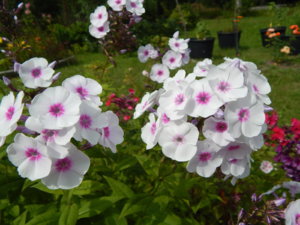 DSCN3743.JPG