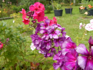 DSCN3746.JPG