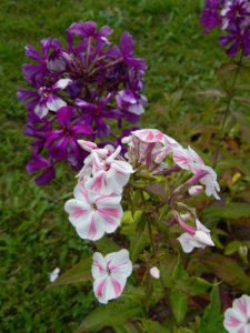 DSCN3926.JPG