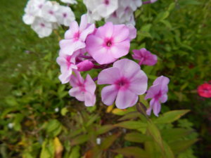 DSCN3928.JPG
