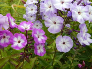 DSCN4077.JPG