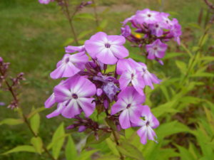 DSCN4127.JPG