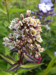 DSCN3845.JPG