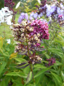 DSCN3847.JPG