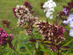 DSCN4075.JPG