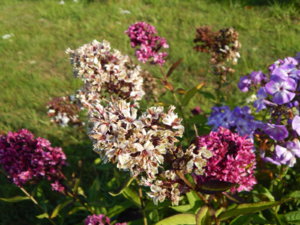 DSCN9377.JPG