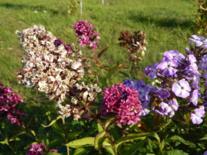 DSCN9378.JPG