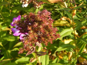 DSCN9437.JPG