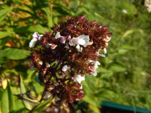 DSCN9438.JPG