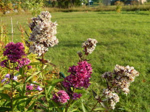 DSCN9440.JPG