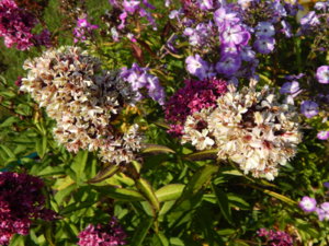 DSCN9441.JPG