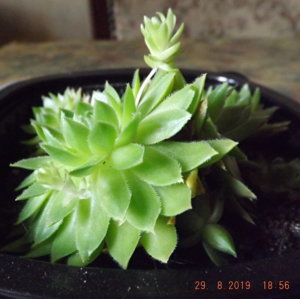 Молодило из Карелии_ ф_ DSCF4410.jpg