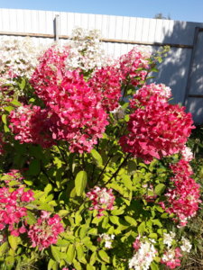 20190829_133622.jpg