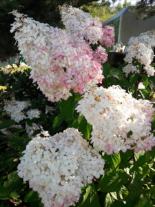 20190829_133723.jpg