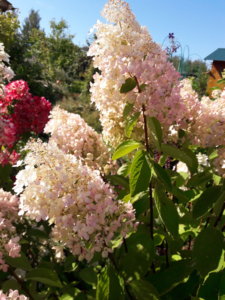 20190829_133832.jpg