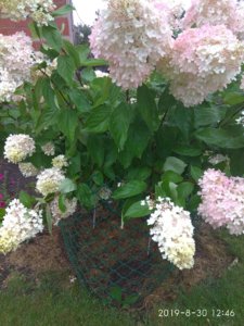 IMG_20190830_124628.jpg