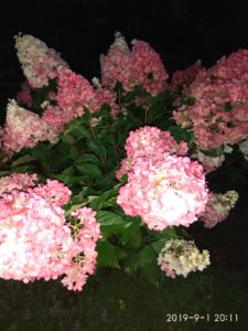 IMG_20190901_201130.jpg