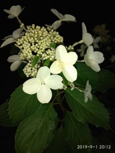 IMG_20190901_201204.jpg