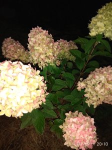 IMG_20190901_201013.jpg