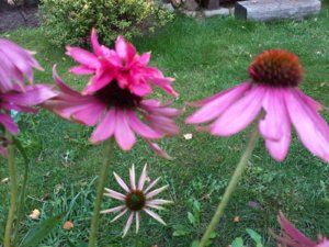 20190831_091946.jpg
