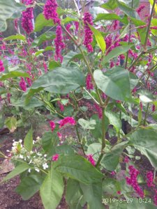IMG_20190829_102455.jpg