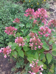 IMG_20190906_100019.jpg