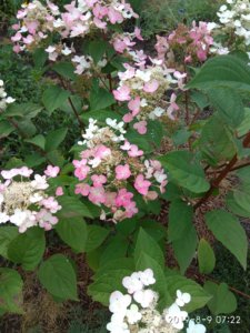 IMG_20190809_072243.jpg