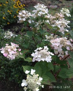IMG_20190802_150826.jpg