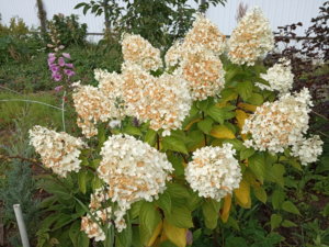 IMG_20190906_130656.jpg