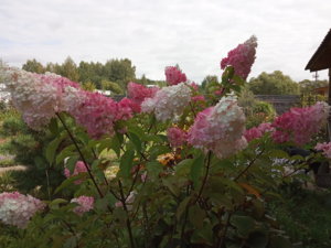 IMG_20190906_131407.jpg