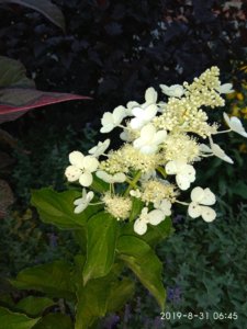 IMG_20190831_064507.jpg