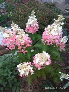 IMG_20190902_173920.jpg