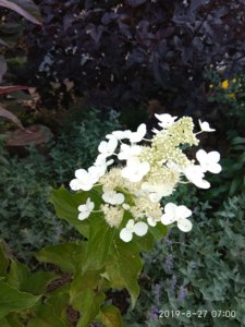 IMG_20190827_070021.jpg