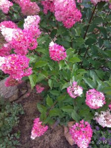 IMG_20190906_101932.jpg