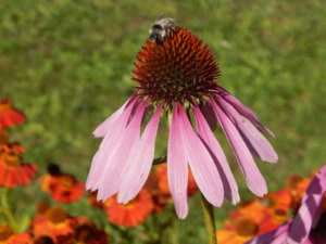 DSCN9637.JPG