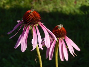 DSCN9647.JPG