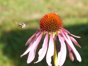 DSCN9652.JPG