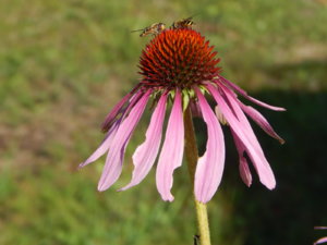 DSCN9653.JPG