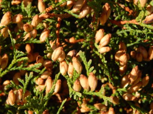 DSCN9537.JPG