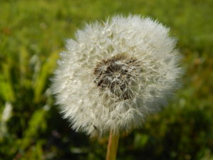 DSCN9602.JPG